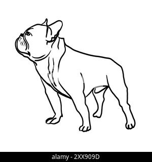 Bouledogue français debout. museau plat, oreilles levées, semble fier. Croquis noir et blanc. dessiné avec une ligne. Aucun arrière-plan. Banque D'Images