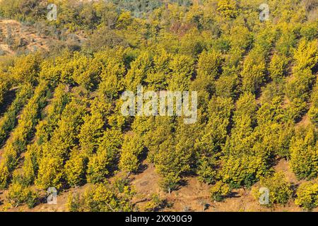 France, Var, massif du Tanneron, Tanneron, mimosas en fleur Banque D'Images