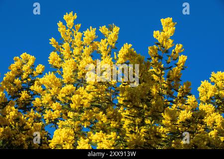 France, Var, massif du Tanneron, Tanneron, mimosas en fleur Banque D'Images