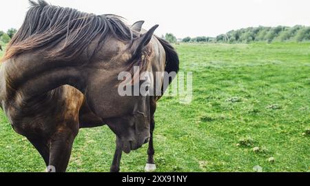 Cheval en été tourne la tête avec une épaisse crinière noire dans les pâturages, chassant les mouches. Concept vétérinaire Banque D'Images