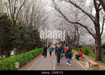 BUSAN, CORÉE DU SUD - 30 MARS 2023 : les gens visitent Nakdong Embankment Cherry Blossom Road, une attraction populaire au printemps dans le district de Sasang-gu de BU Banque D'Images