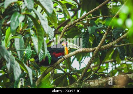 Un toucan à bec vert éclatant perché gracieusement sur un prunier jaune, se mariant magnifiquement avec les fruits colorés. Banque D'Images