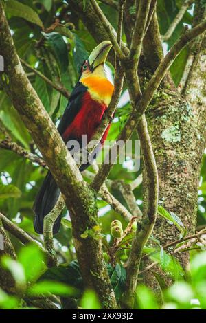 Un toucan à bec vert éclatant perché gracieusement sur un prunier jaune, se mariant magnifiquement avec les fruits colorés. Banque D'Images