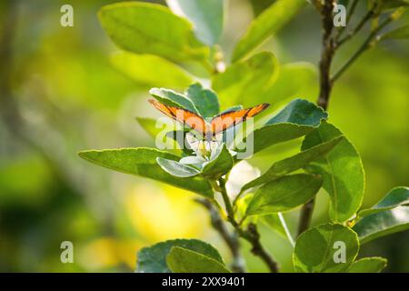 Un papillon orange éclatant délicatement perché sur une fleur de citron, créant un contraste saisissant dans le jardin. Banque D'Images
