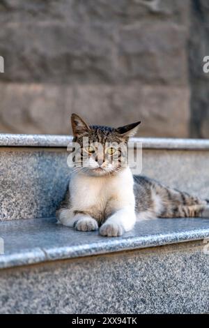 Beau chat tabby avec laisse reposant sur des marches de granit. Banque D'Images