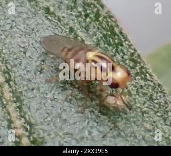 Mouches à frire (Chloropidae) Insecta Banque D'Images