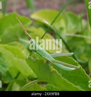 Insecte géant Green Slantface (Acrida conica) Banque D'Images