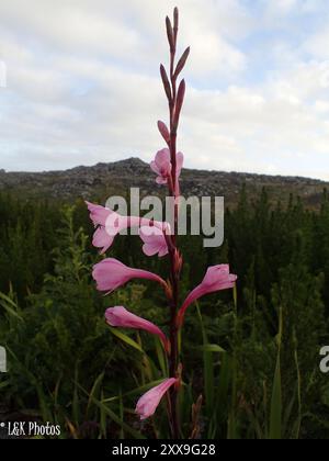 Bugle-Lily (Watsonia borbonica) Plantae Banque D'Images