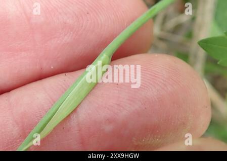 (Freesia laxa laxa) Plantae Banque D'Images