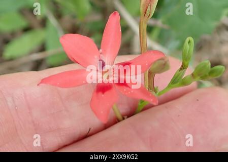 (Freesia laxa laxa) Plantae Banque D'Images