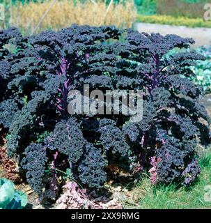 Gruenkohl, Braunkohl oder Krauskohl, Brassica oleracea var. Sabellica, sind Zuchtformen des Gemuesekohls Brassica oleracea, der BEI uns in allen Zuchtsorten ein geschaetztes Wintergemuese ist. Gemuesekohl *** le chou vert, le chou brun ou le chou frisé, Brassica oleracea var sabellica, sont des formes cultivées du chou commun Brassica oleracea, dont toutes les variétés cultivées sont un légume d'hiver apprécié dans notre pays. Banque D'Images