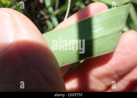 Cloche Agapanthus (Agapanthus campanulatus) Plantae Banque D'Images