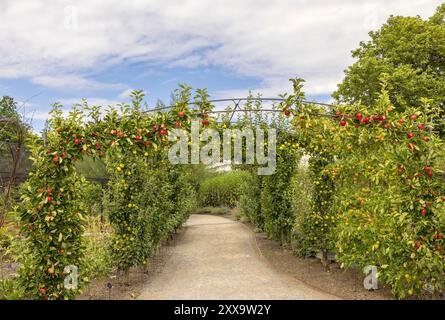 Les arcs d'arbre fruitier pour les pommiers formés en espalier montrant des fruits mûrissants. Banque D'Images