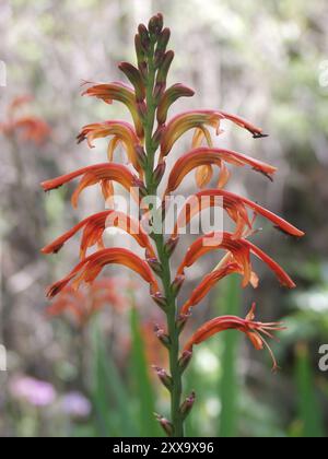 Drapeau africain (Chasmanthe floribunda) Plantae Banque D'Images