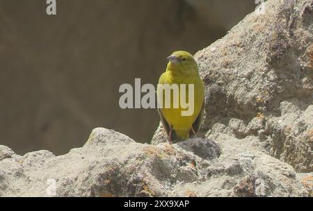 Finish jaune (Sicalis olivascens) Aves Banque D'Images