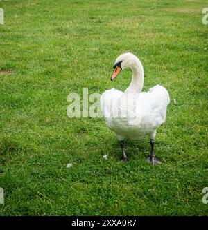 Muet Swan se promène le long du lac et jette ses ailes en défense. Banque D'Images