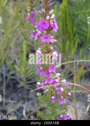 Pricket Purplegorse (Muraltia heisteria) Plantae Banque D'Images