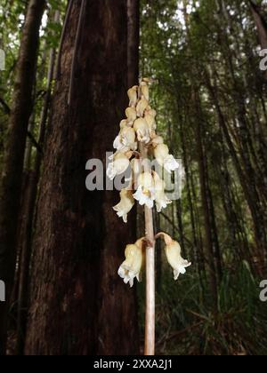 Grande orchidée de pomme de terre (Gastrodia procera) Plantae Banque D'Images