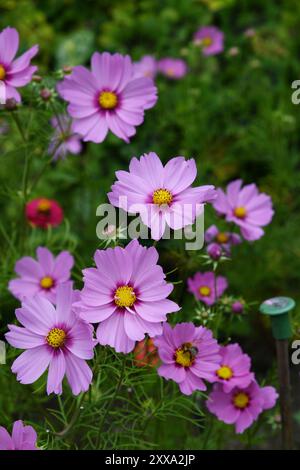 Le jardin de coupe Banque D'Images