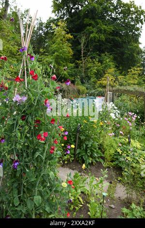 Jardin Sweetpea Banque D'Images