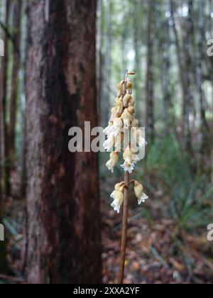 Grande orchidée de pomme de terre (Gastrodia procera) Plantae Banque D'Images