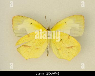 Jaune mexicain (Abaeis mexicana) insecte Banque D'Images