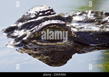 L'œil d'un alligator jette un coup d'œil au-dessus de la surface de l'eau, se mélangeant parfaitement avec son environnement aquatique. La vue rapprochée met en évidence sa peau rugueuse. Banque D'Images