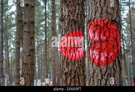 Arbres peints et 'Land art' à Bosque de Oma (forêt d'Oma) près de Kortezubi dans le pays Basque, Espagne Banque D'Images