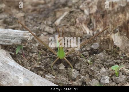 Insecte géant Green Slantface (Acrida conica) Banque D'Images