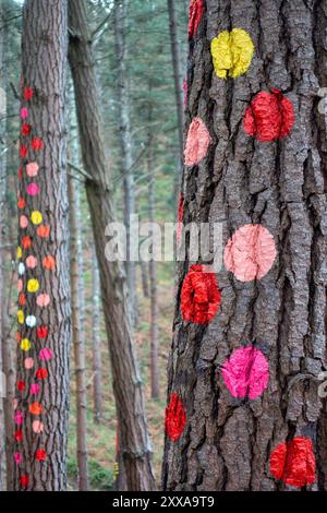 Arbres peints et 'Land art' à Bosque de Oma (forêt d'Oma) près de Kortezubi dans le pays Basque, Espagne Banque D'Images