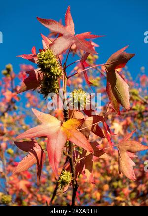 Les érables japonais mettent en valeur leur magnifique feuillage d'automne, avec des rouges et des oranges flamboyants contrastant magnifiquement avec le ciel bleu clair Banque D'Images