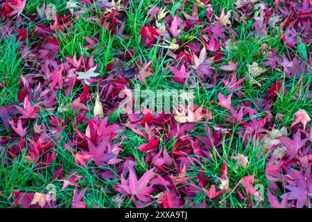 Un tapis de feuilles d'érable japonais rouge profond recouvre une parcelle d'herbe verte vibrante, créant un contraste saisissant dans ce cadre automnal tranquille Banque D'Images