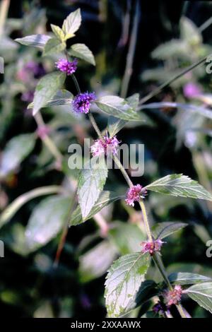 Menthe du Canada (Mentha canadensis) Plantae Banque D'Images