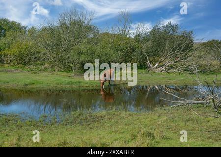 Boire du bétail à l'abreuvoir dans la réserve naturelle de Katinger Watt, péninsule d'Eiderstedt, Frise du Nord, mer du Nord, Allemagne Banque D'Images