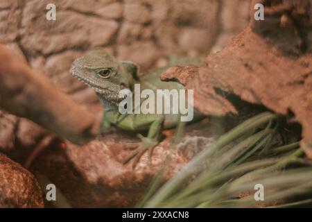 Un lézard se prélassant sur un rocher, profitant de la chaleur de son environnement. Banque D'Images