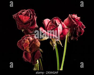Roses rouges séchées avec des pétales recourbés sur fond noir, évoquant des thèmes de pourriture, de beauté perdue et de passage du temps dans un contraste dramatique. Banque D'Images
