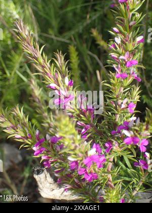 Pricket Purplegorse (Muraltia heisteria) Plantae Banque D'Images