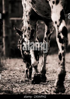 Photo monochrome d'un cheval tacheté qui paissait et mangeait du foin dans une ferme. La ferme est dédiée aux soins des chevaux et à l'élevage. Banque D'Images