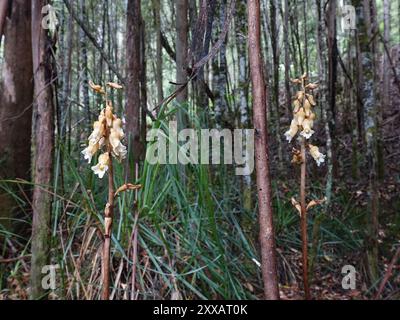 Grande orchidée de pomme de terre (Gastrodia procera) Plantae Banque D'Images