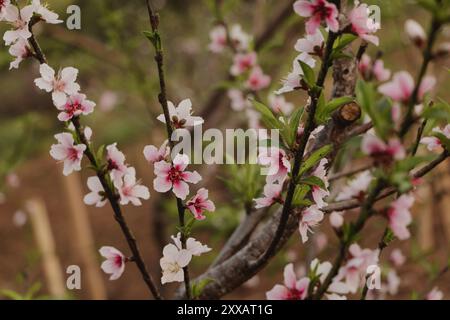 fleurs de pêche sur la branche Banque D'Images