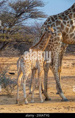 Photo d'une girafe babay mignonne avec sa mère dans la savane, la faune et le gibier en Namibie, Afrique Banque D'Images