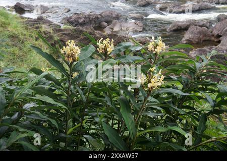 Gingembre jaune (Hedychium flavescens) Plantae Banque D'Images