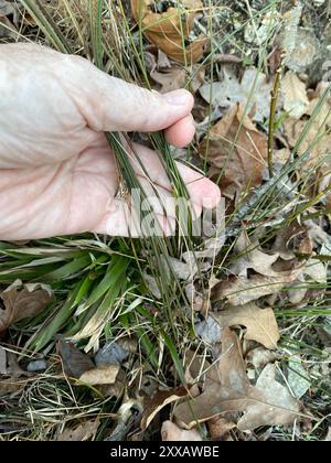 Ruée cuirassée (Juncus coriaceus) Plantae Banque D'Images