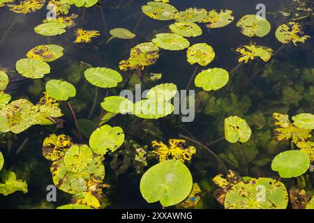 Les lis et autres plantes aquatiques flottent sur un tronçon de canal exceptionnellement clair pendant l'été. Banque D'Images