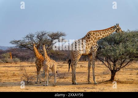 Photo de deux adorables bébés girafes avec sa mère dans la savane, la famille des girafes, la faune et la chasse au gibier en Namibie, Afrique Banque D'Images