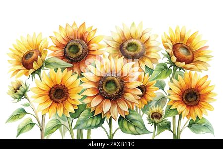 Fleurs d'aquarelle de tournesol sur un fond blanc, clipart d'illustration vectorielle Illustration de Vecteur