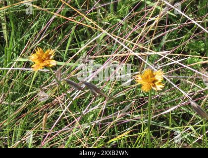 Doré (Cyperus sphaerocephalus) Plantae Banque D'Images