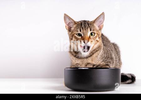 Mignon adorable tabby rayé mongrel chaton mange des croquettes de nourriture du bol avec appétit et se lèche lui-même, sur un fond blanc. Contexte publicitaire Banque D'Images