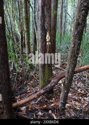 Grande orchidée de pomme de terre (Gastrodia procera) Plantae Banque D'Images