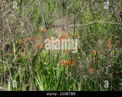 Drapeau africain (Chasmanthe floribunda) Plantae Banque D'Images